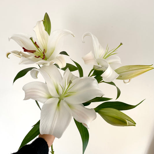Varas de Lilium Oriental