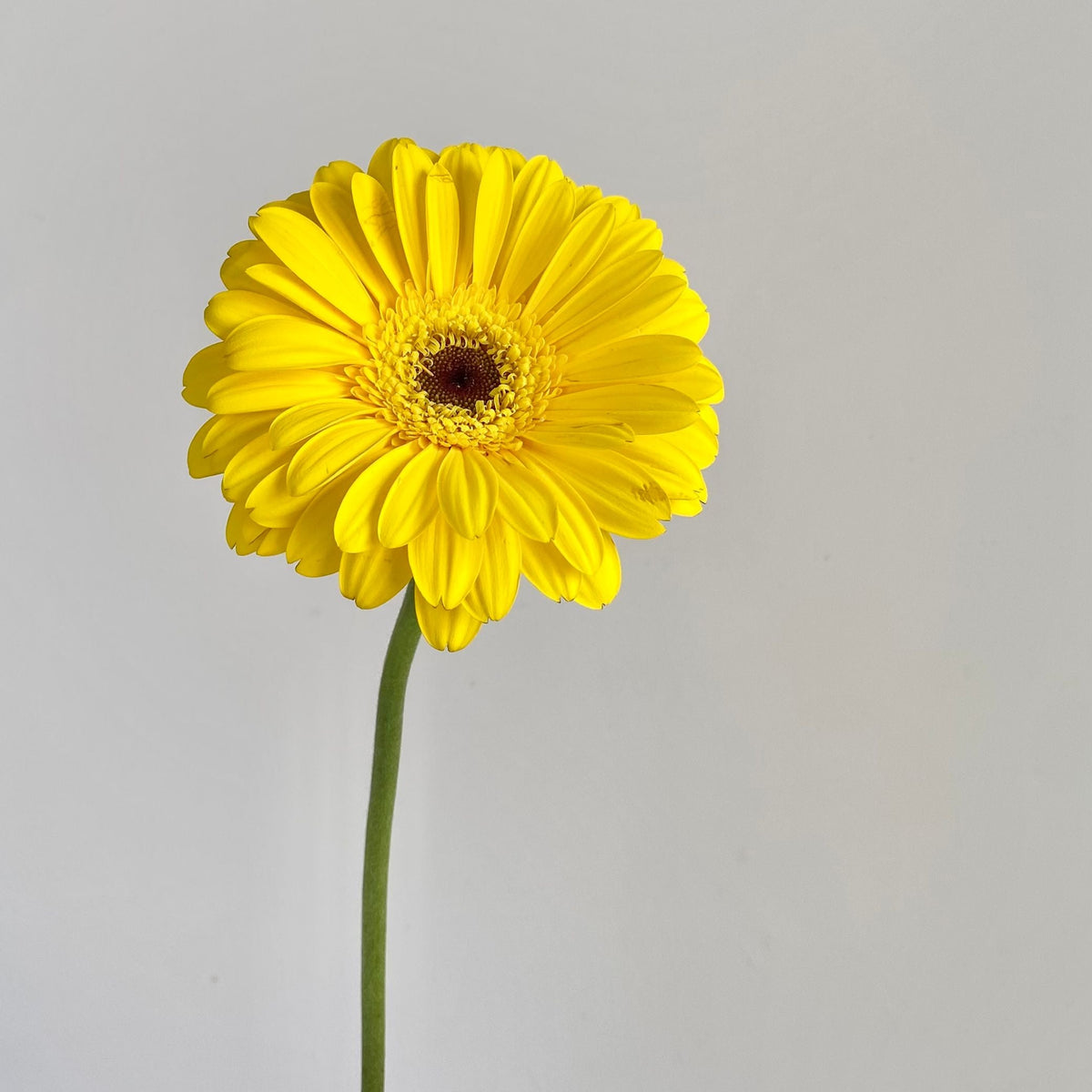 Flores Amarillas (CUPOS AGOTADOS)