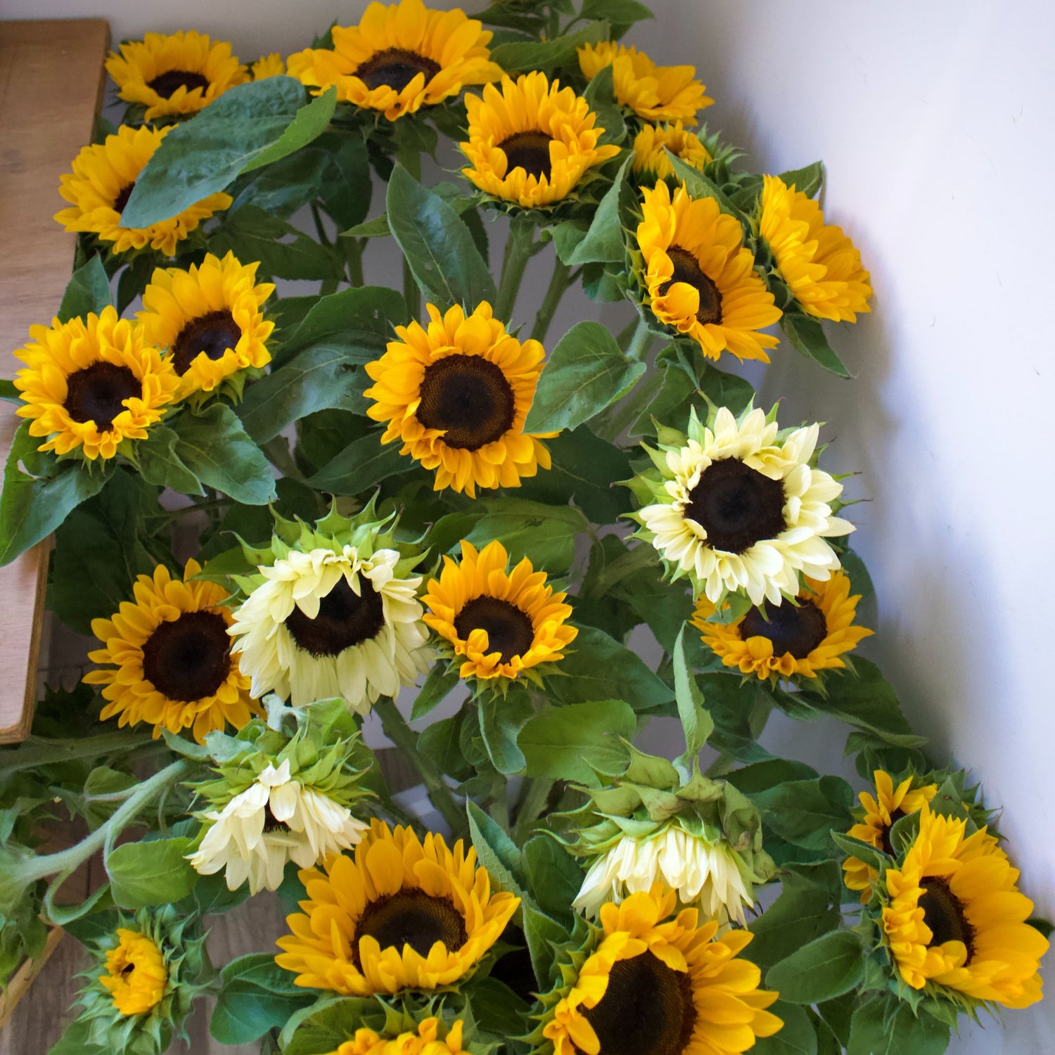 Girasoles