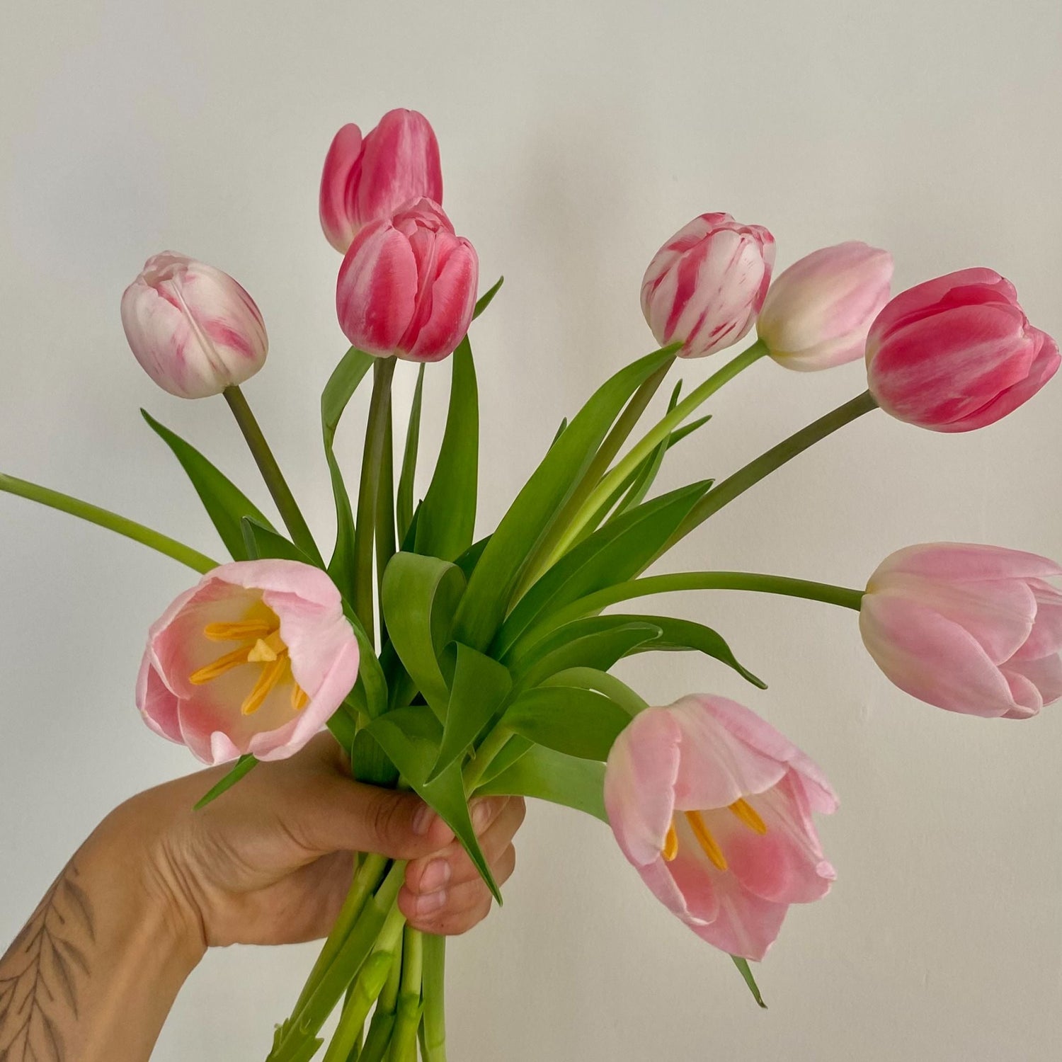 Tulipanes